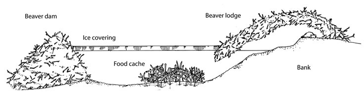 Beavers eating my trees