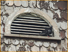 birds in vent in burbank, CA