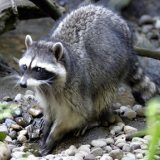 Racoon