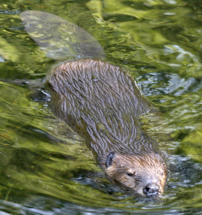 Beaver Trapping, Controling Beavers with Traps