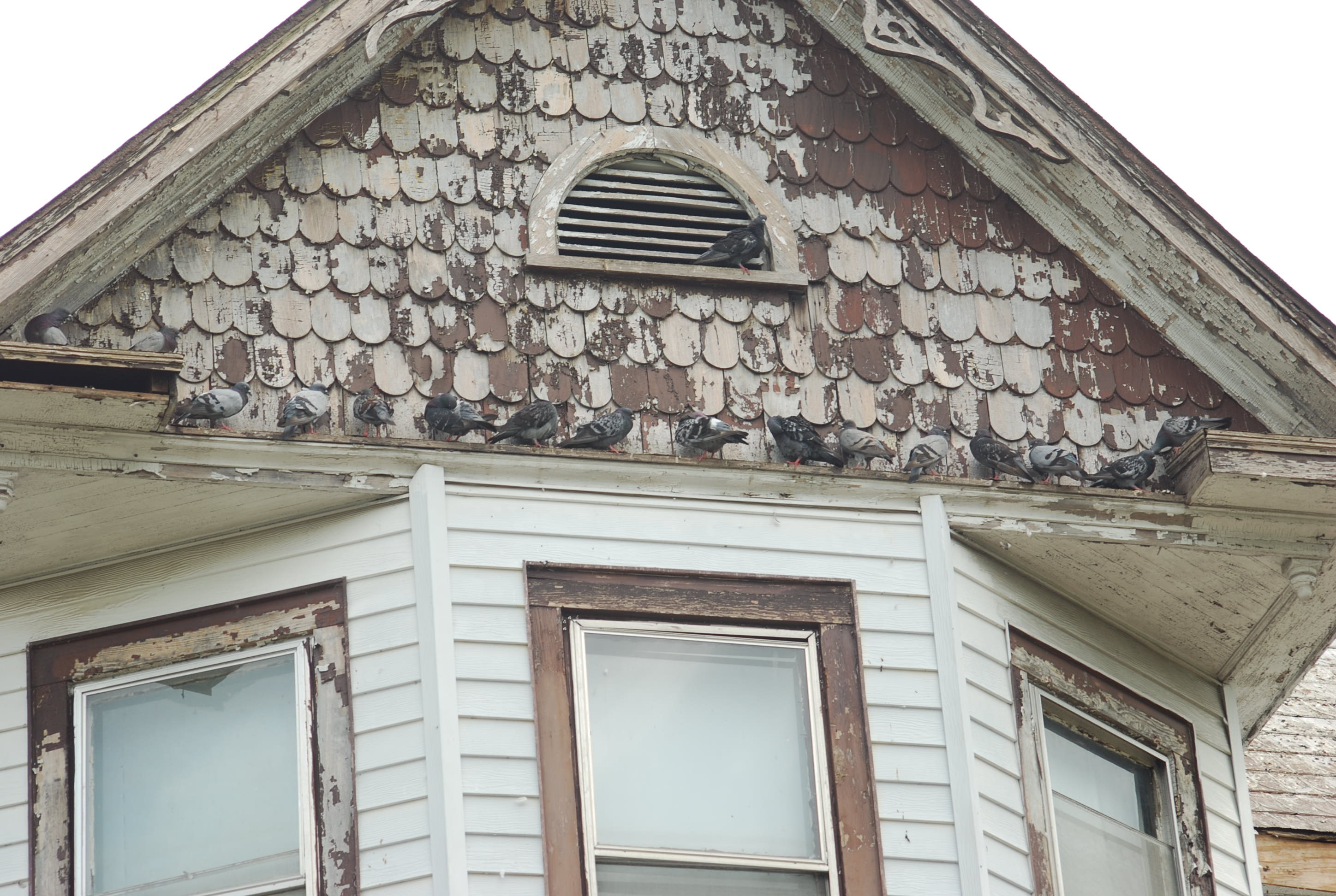 Bird next to a attic vent. This could be the start of your Birds in Attic problem