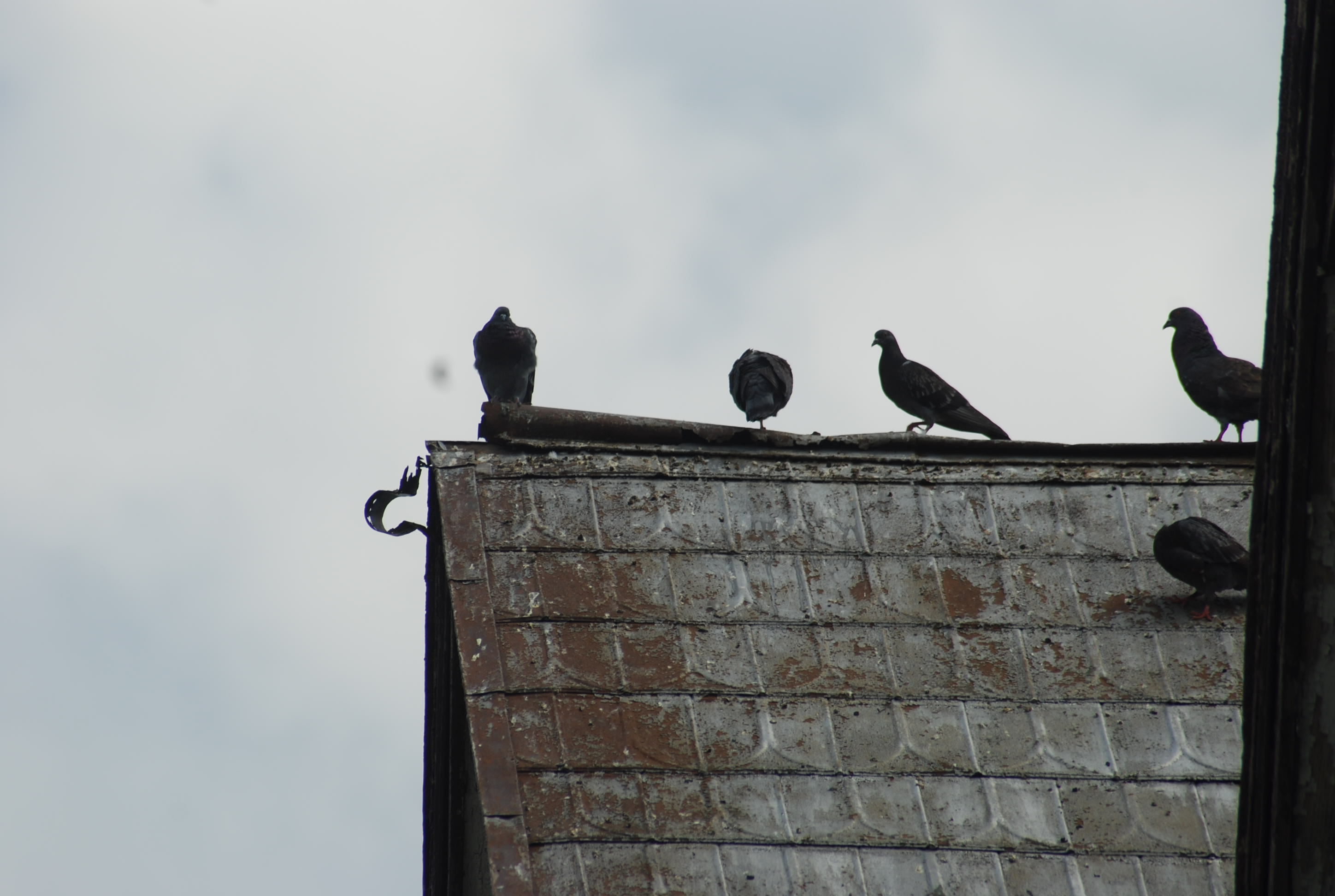 Birds roosting on the roof. This can lead to birds getting into your attic