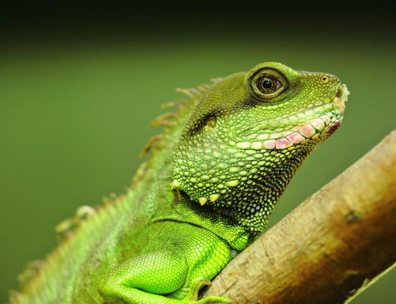 Iguana in Attic