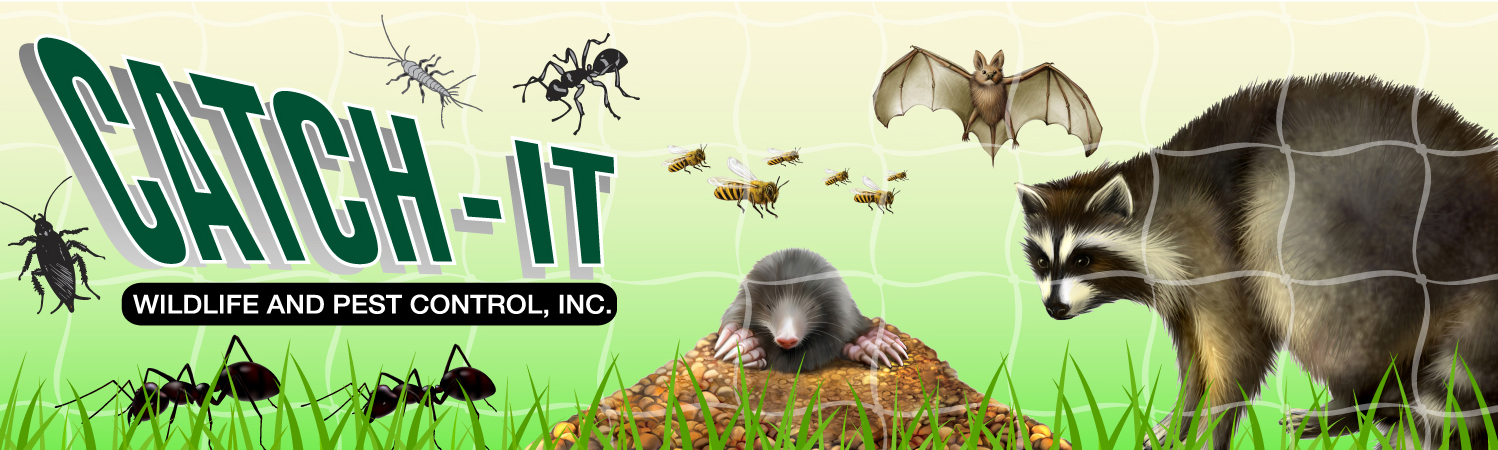 Olathe, KS Animal Removal & Wildlife Control