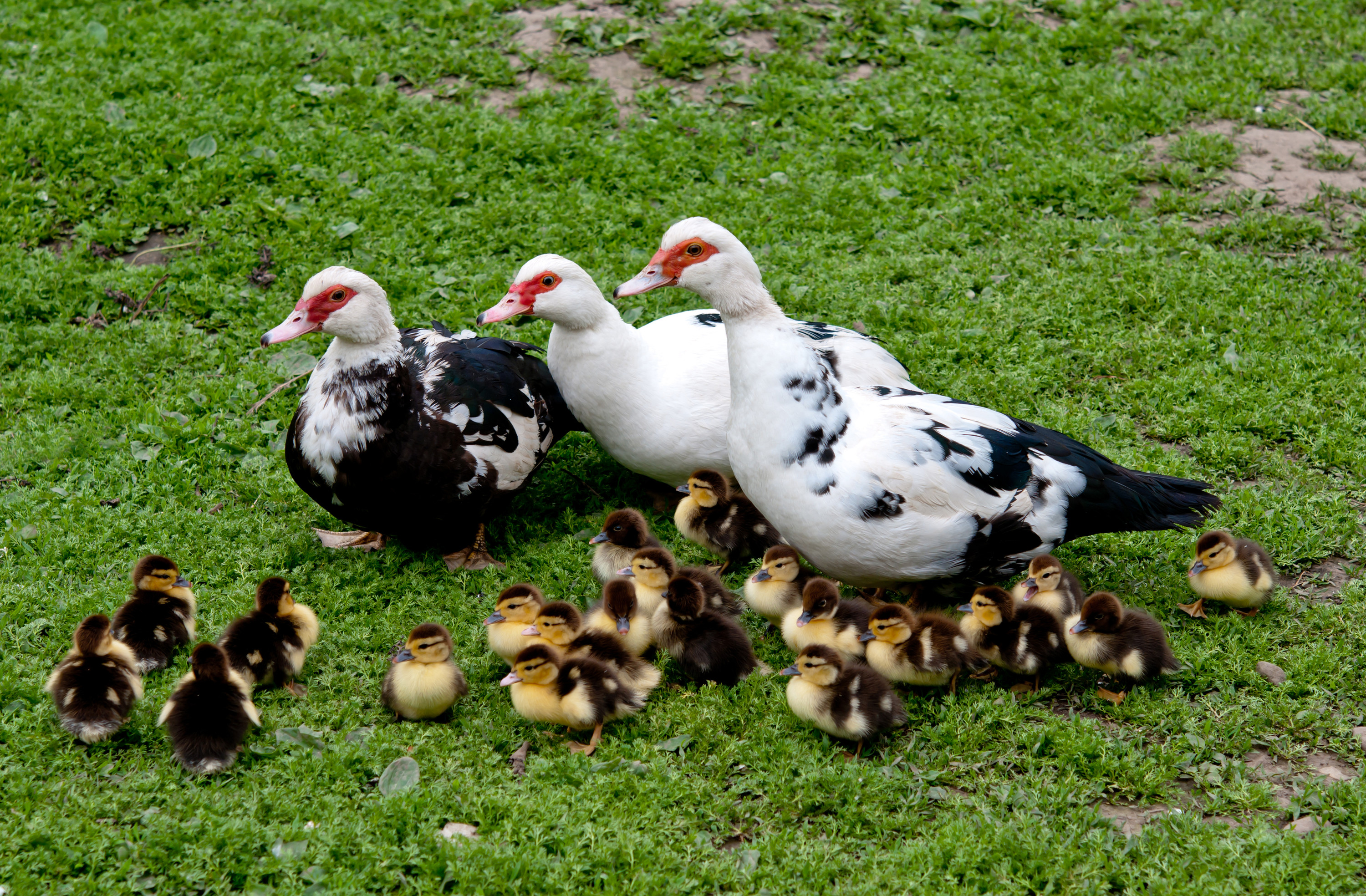 Muscovy Duck Removal